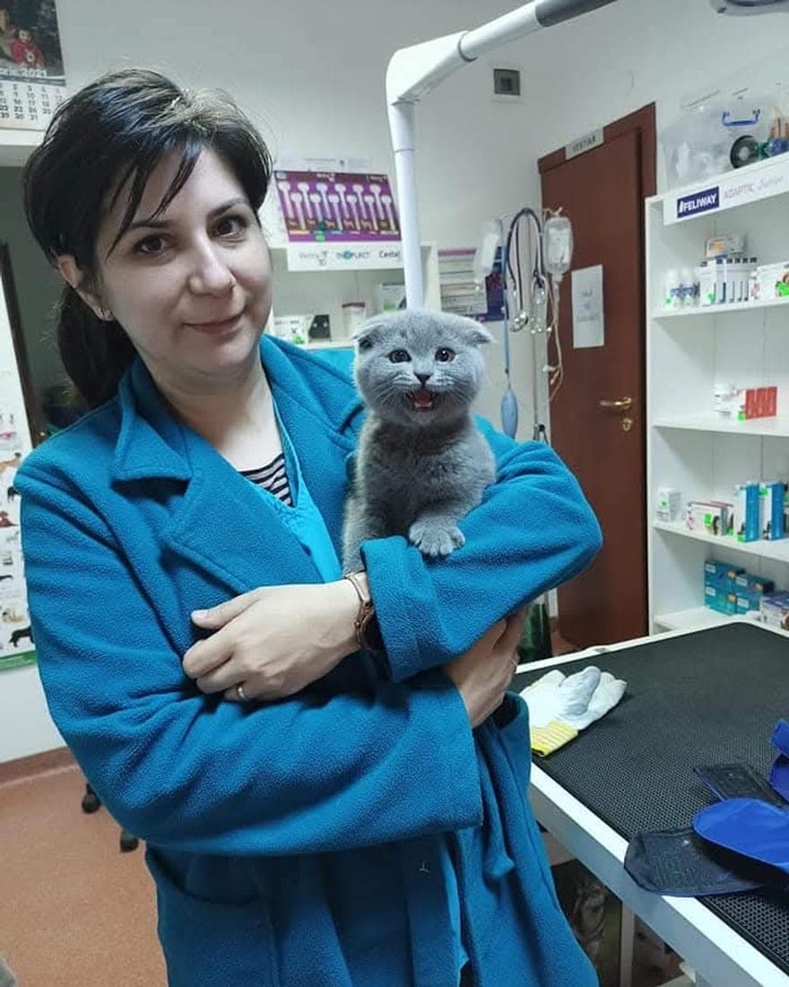 Dr. Ciupe Adela ținând în brațe un pisoi Scottish Fold cenușiu, în sala de consultații