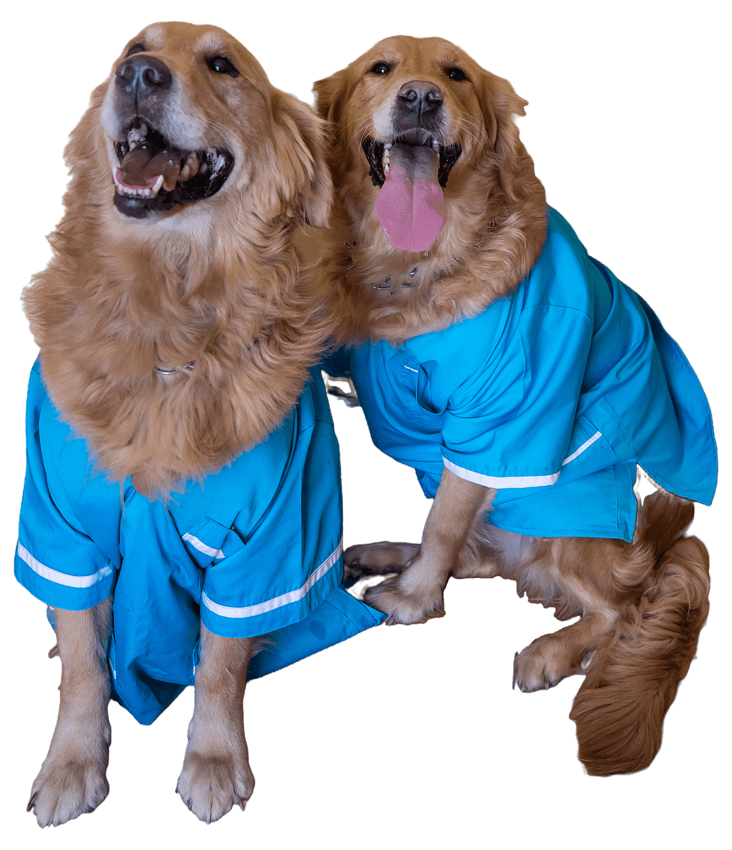 Cei doi golden retriever ai cabinetului, în pelerine albastre, stând unul lângă altul